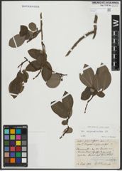 Foto von Salix appendiculata Vill.